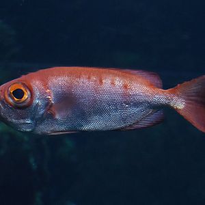 Moontail bullseye (Priacanthus hamrur), 2023-10-07
