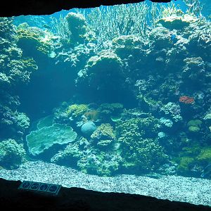 Viewing window into large reef tank, 2023-10-07
