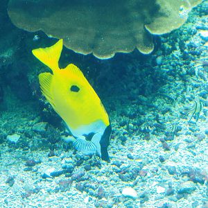 Blotched foxface (Siganus unimaculatus) and Banggai cardinalfish (Pterapogon kauderni), 2023-10-07