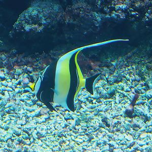 Moorish idol (Zanclus cornutus), 2023-10-07