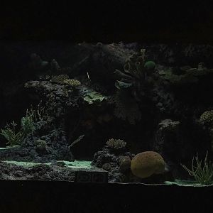 Night on the reef tank, 2023-10-07