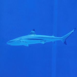 Blacktip reef shark (Carcharhinus melanopterus), 2023-10-07