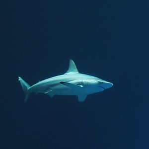 Blacktip shark (Carcharhinus limbatus), 2023-10-07