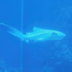 Zebra shark (Stegostoma tigrinum), 2023-10-07