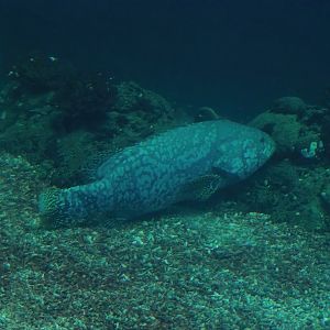 Giant grouper (Epinephelus lanceolatus), 2023-10-07