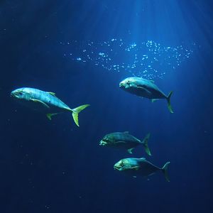 Golden trevallies (Gnathanodon speciosus), 2023-10-07