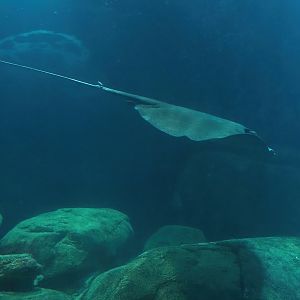 Mangrove whipray (Urogymnus granulatus), 2023-10-07