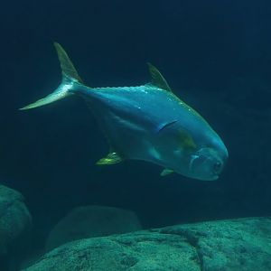 Southern pompano (Trachinotus africanus) and Bluestreak cleaner wrasse (Labroides dimidiatus), 2023-10-07