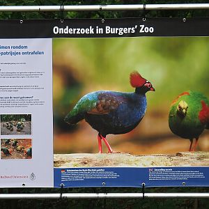 Crested wood partridge social structure research at Burgers' Zoo sign, 2023-10-07