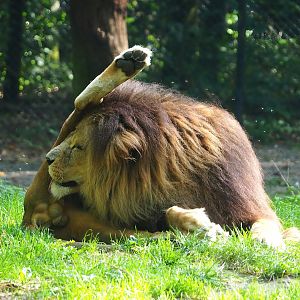 African lion (Panthera leo), 2023-10-07