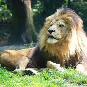 African lion (Panthera leo), 2023-10-07