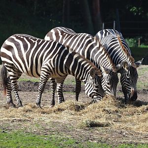 Grant`s zebras (Equus quagga boehmi), 2023-10-07