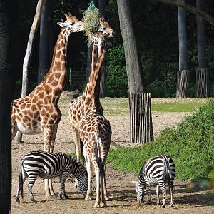 Rothschild's giraffes  (Giraffa camelopardalis rothschildi) and Grant`s zebras (Equus quagga boehmi), 2023-10-07