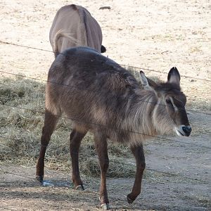 Ellipsen waterbuck (Kobus ellipsiprymnus ellipsiprymnus), 2023-10-07