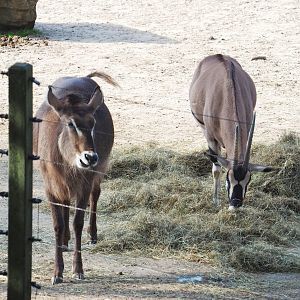 Ellipsen waterbuck (Kobus ellipsiprymnus ellipsiprymnus) and Beisa oryx (Oryx beisa beisa), 2023-10-07