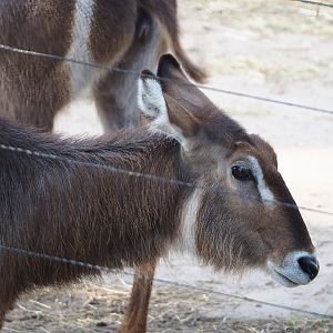 Ellipsen waterbuck (Kobus ellipsiprymnus ellipsiprymnus), 2023-10-07