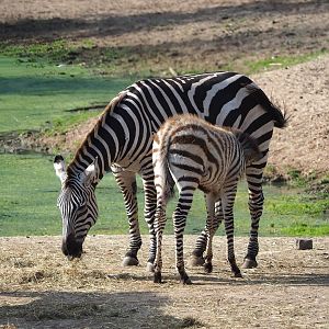 Grant`s zebras (Equus quagga boehmi), 2023-10-07
