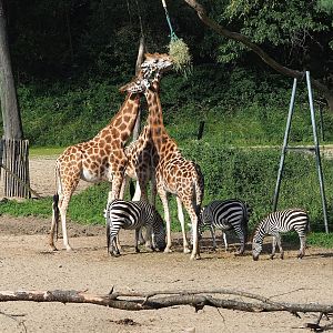Rothschild's giraffes (Giraffa camelopardalis rothschildi) and Grant`s zebras (Equus quagga boehmi), 2023-10-07