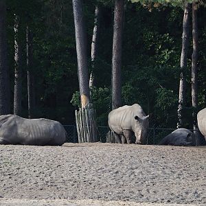 Southern white rhinoceroses (Ceratotherium simum simum), 2023-10-07