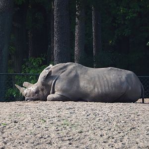 Southern white rhinoceros (Ceratotherium simum simum), 2023-10-07