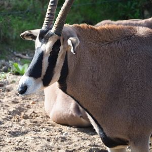 Beisa oryx (Oryx beisa beisa), 2023-10-07