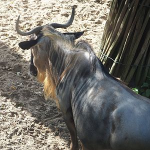 Eastern white-bearded wildebeest (Connochaetes taurinus albojubatus), 2023-10-07