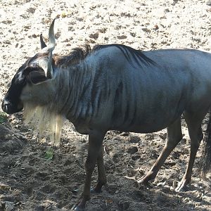 Eastern white-bearded wildebeest (Connochaetes taurinus albojubatus), 2023-10-07