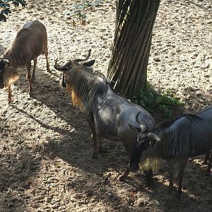Eastern white-bearded wildebeest (Connochaetes taurinus albojubatus), 2023-10-07