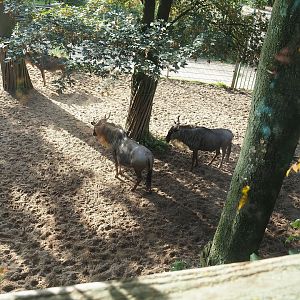 Safari separation paddock with Eastern white-bearded wildebeest, 2023-10-07