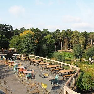 Safari restaurant terraces and Great white pelican exhibit, 2023-10-07