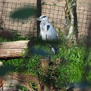 Wild Grey heron (Ardea cinerea), 2023-10-07