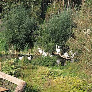Great white pelican exhibit, 2023-10-07