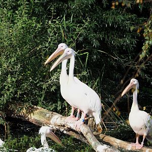 Great white pelicans (Pelecanus onocrotalus), 2023-10-07