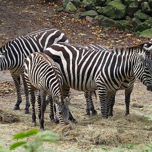 Grant`s zebras (Equus quagga boehmi), 2023-10-07