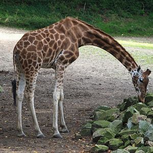 Rothschild's giraffe (Giraffa camelopardalis rothschildi), 2023-10-07