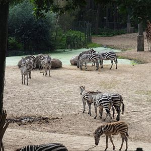Grant`s zebras (Equus quagga boehmi), 2023-10-07