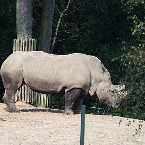 Southern white rhinoceros (Ceratotherium simum simum), 2023-10-07