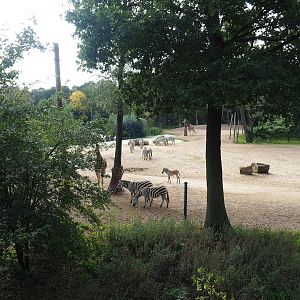 Safari - Savanna paddock, 2023-10-07