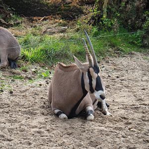 Beisa oryx (Oryx beisa beisa), 2023-10-07