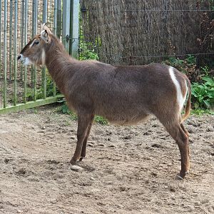 Ellipsen waterbuck (Kobus ellipsiprymnus ellipsiprymnus), 2023-10-07