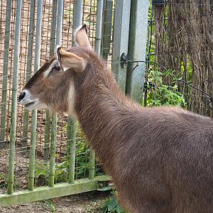 Ellipsen waterbuck (Kobus ellipsiprymnus ellipsiprymnus), 2023-10-07