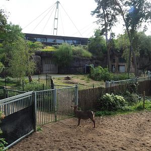 Safari - Access road to savanna paddock and separation paddocks next to stable building, 2023-10-07