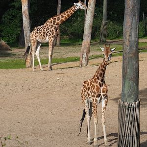 Rothschild's giraffes (Giraffa camelopardalis rothschildi), 2023-10-07