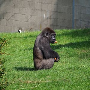 Western lowland gorilla (Gorilla gorilla gorilla), 2023-10-07