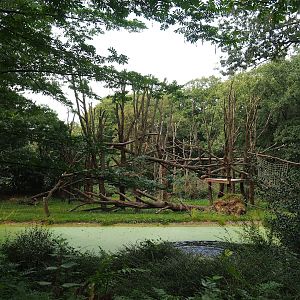 Chimpanzee colony, 2023-10-07