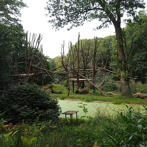 Chimpanzee colony, 2023-10-07