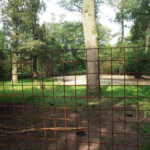 Swamp wallaby exhibit expanded with former flamingo exhibit, 2023-10-07