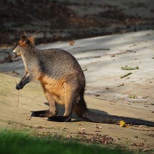 Swamp wallaby (Wallabia bicolor), 2023-10-07