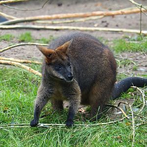 Swamp wallaby (Wallabia bicolor), 2023-10-07