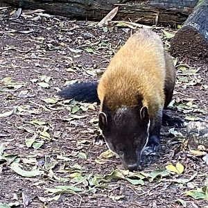 Northern yellow-throated marten 141023